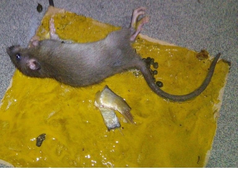 How to Get Rid of Rats? Tips and Tricks by Protect Pest BD
