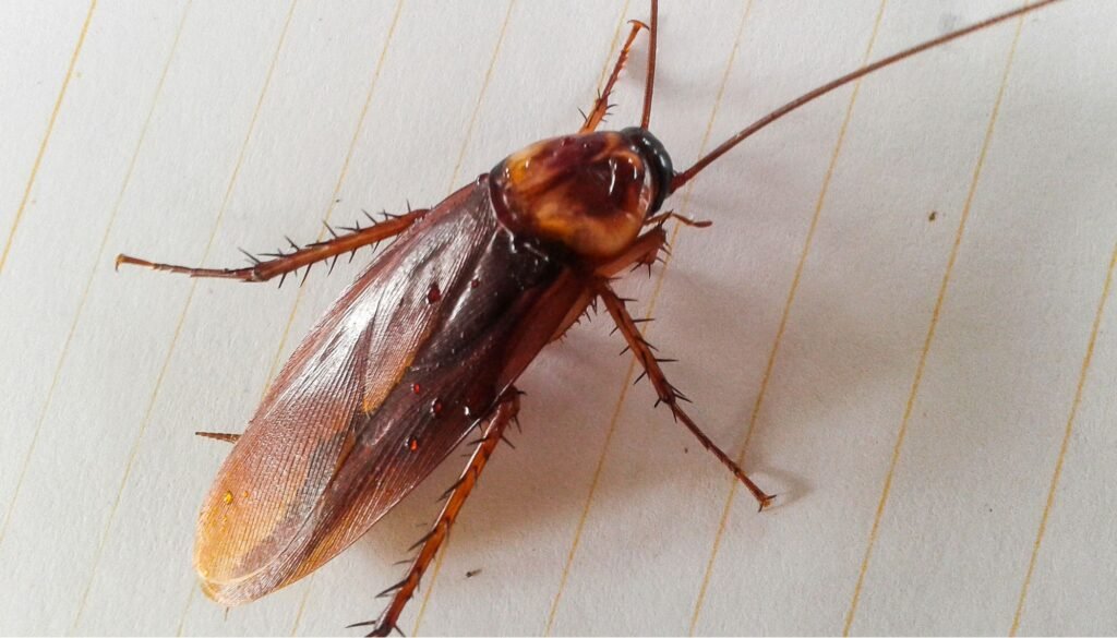 Cockroach Control image