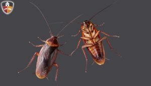 Cockroach Control image
