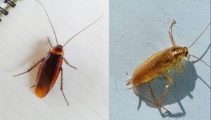 Cockroach Control image
