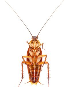 Cockroach Control image