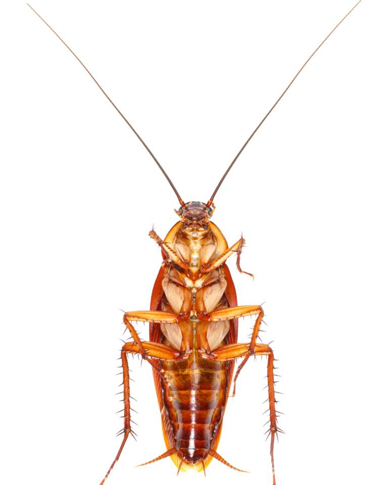 Cockroach Control image