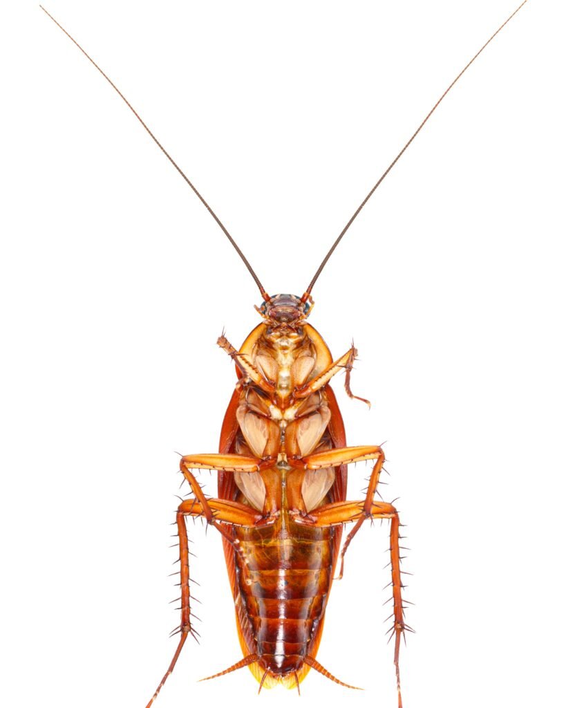 Cockroach Control image