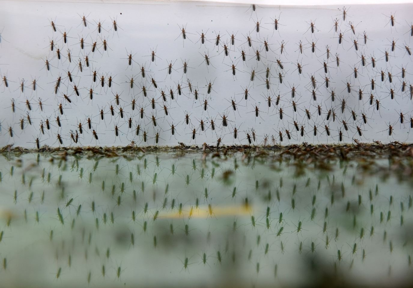 Mosquito Control image