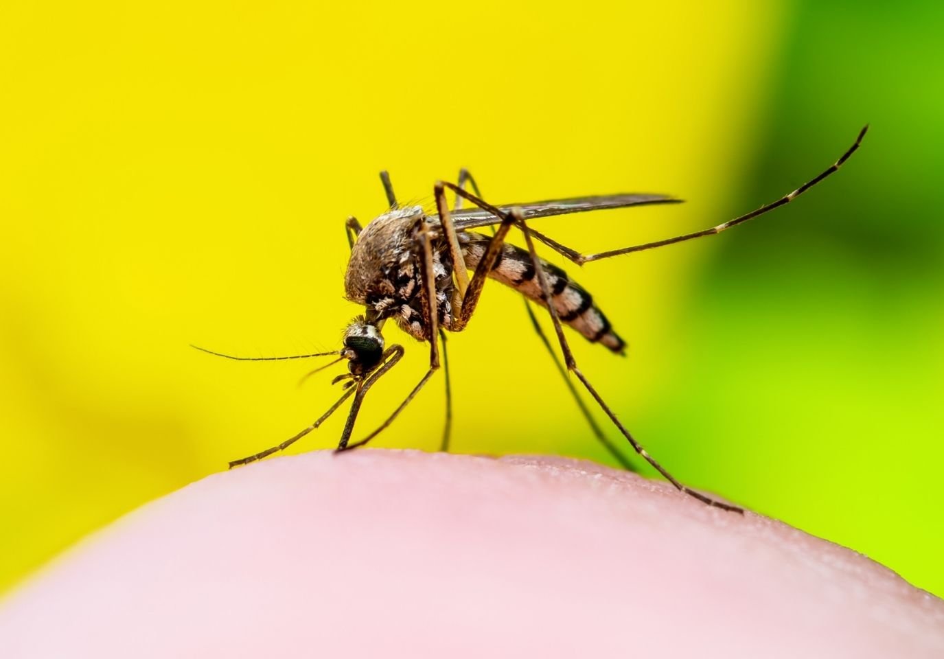 Mosquito Control image