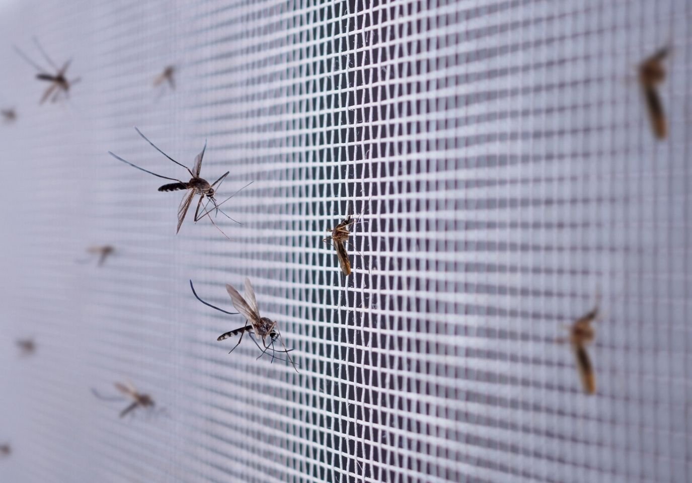Mosquito Control image