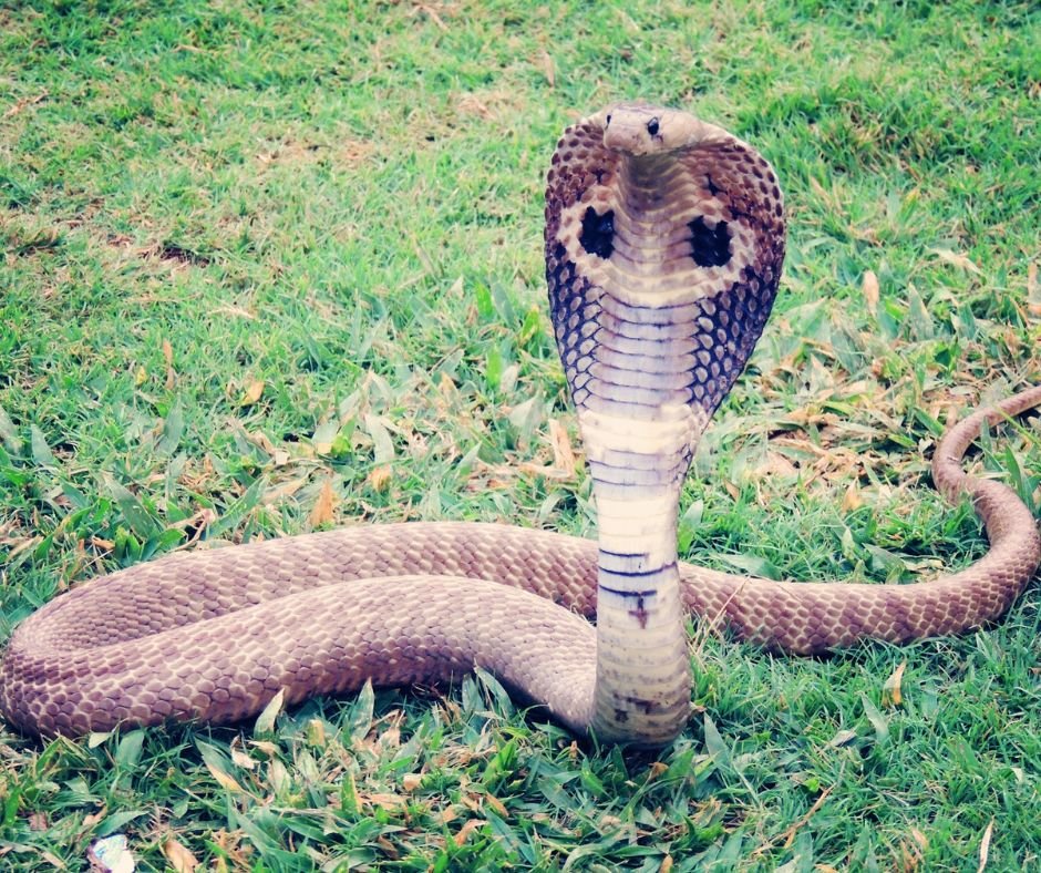 Pest Control image