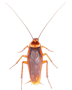 Pest Control image