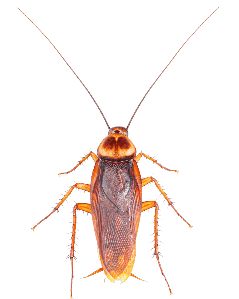 Pest Control