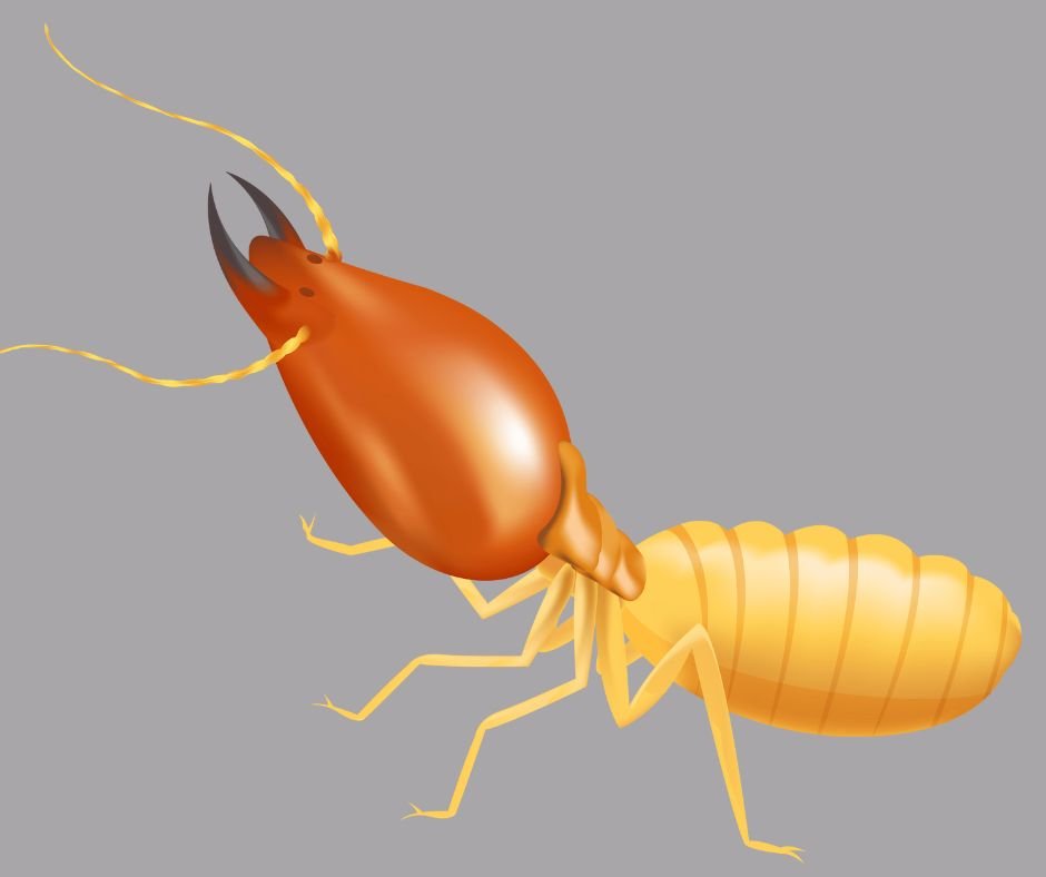 Pest Control image