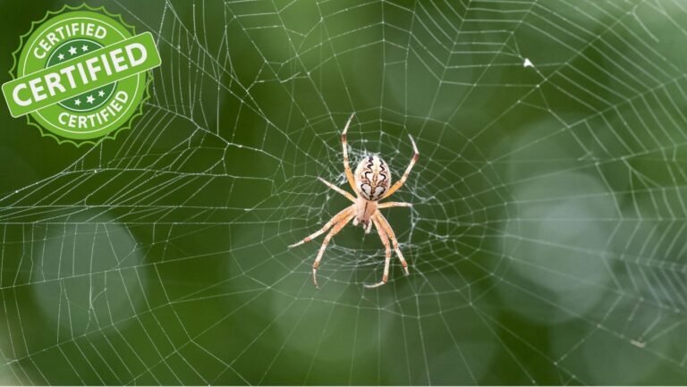 Spider & Lizard Control image