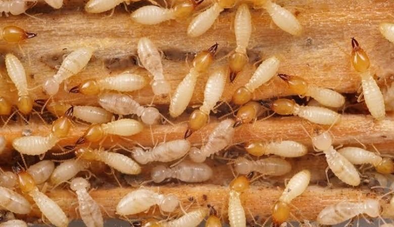 How to Get Rid of Termites at Home – Protect Pest BD