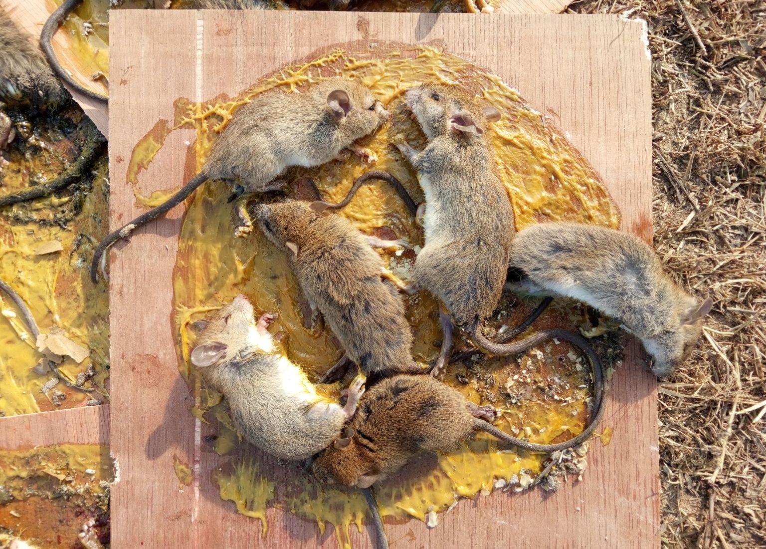 Successful Rodent Control Service in Sirajganj, Bangladesh