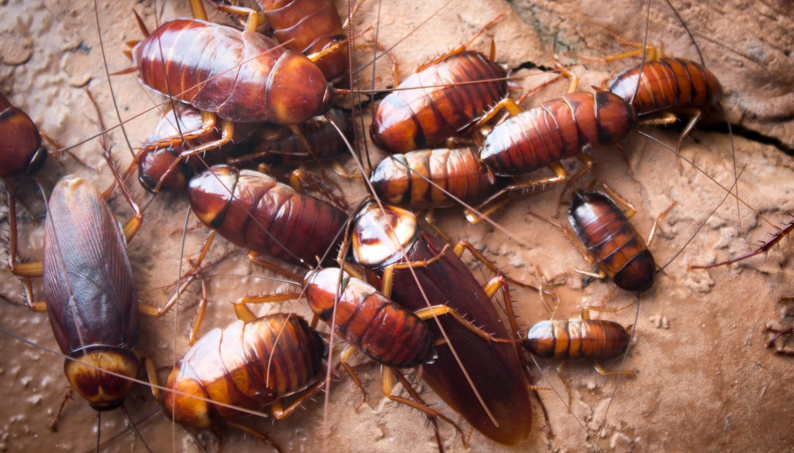 Cockroach Control image