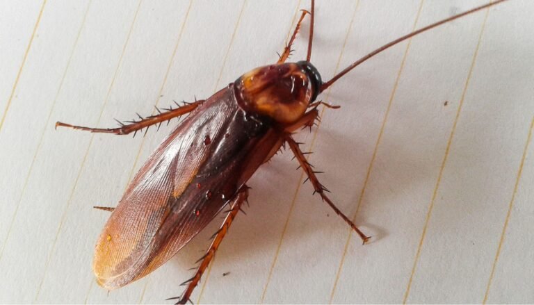 Cockroach Control image