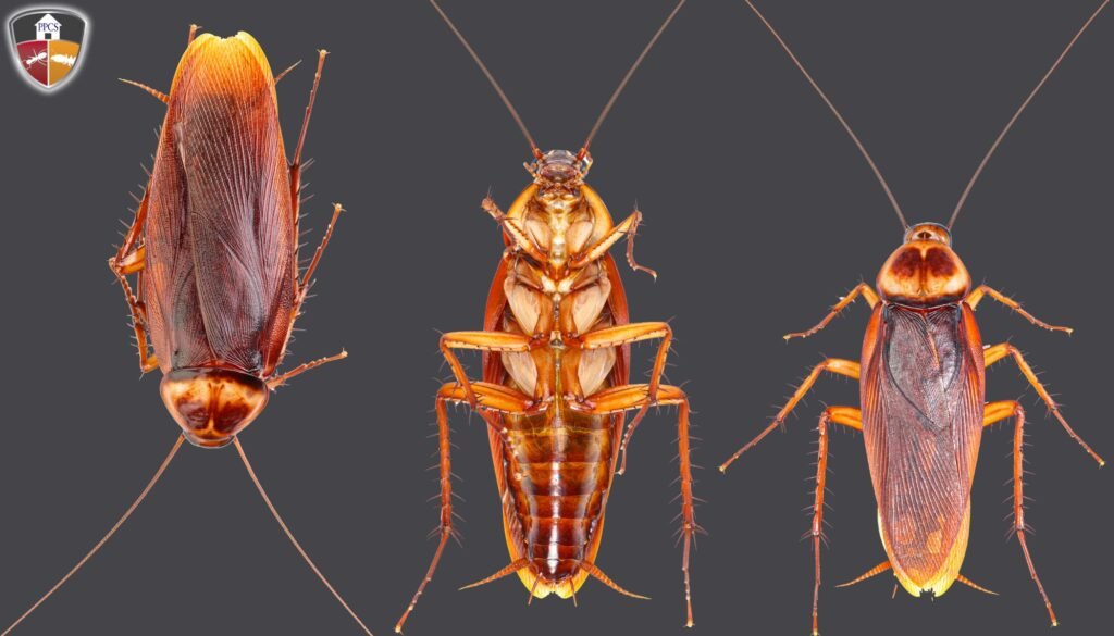 Cockroach Control image