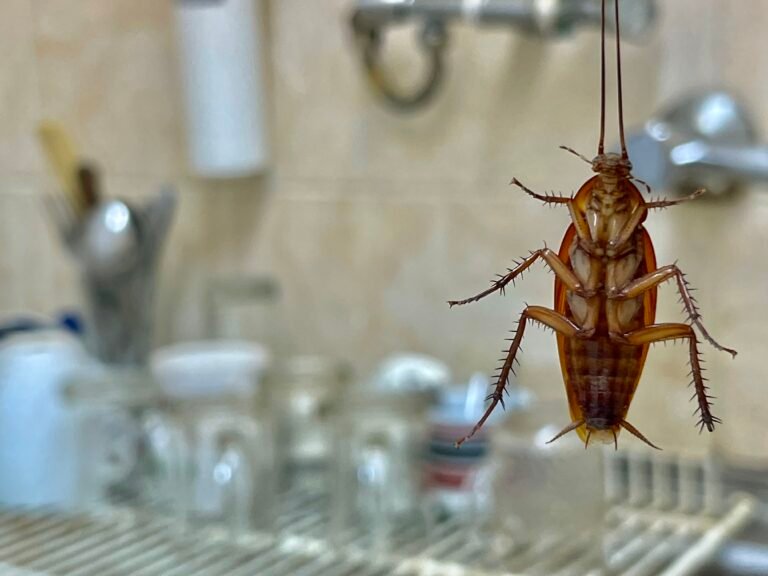 Cockroach Control image