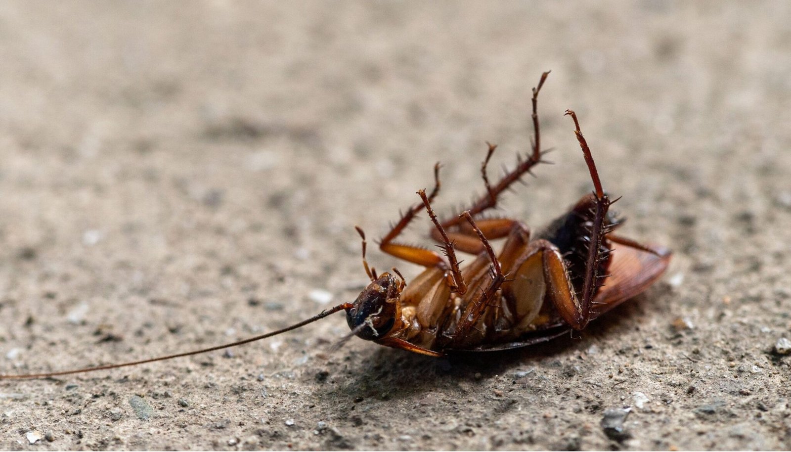 Cockroach Control image