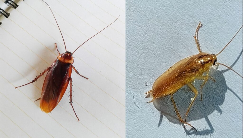 Cockroach Control image