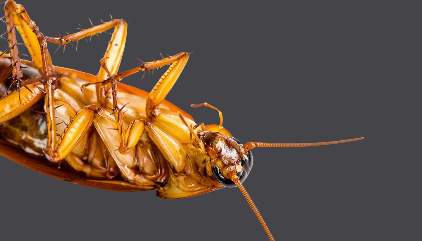 Cockroach Control image