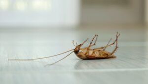 Cockroach Control image