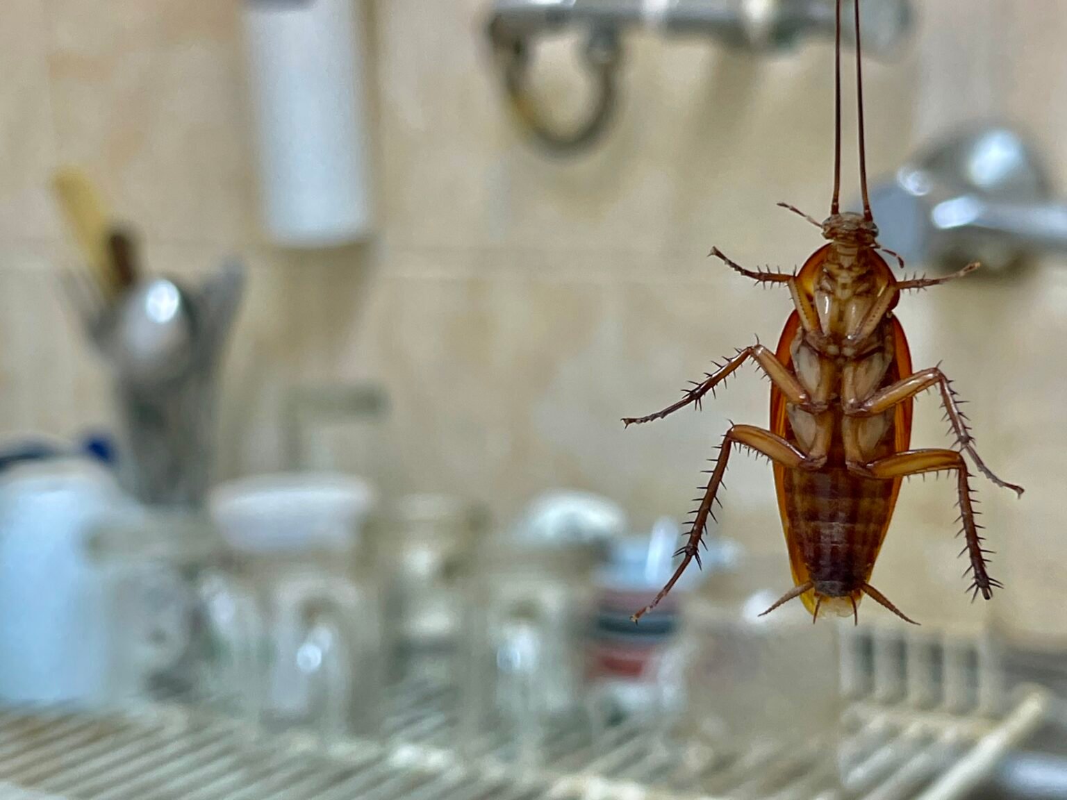 Cockroach Control image