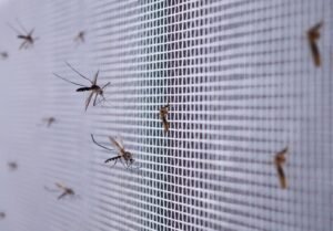 Mosquito Control image