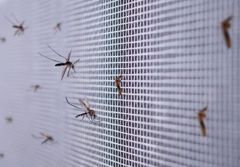 Mosquito Control image