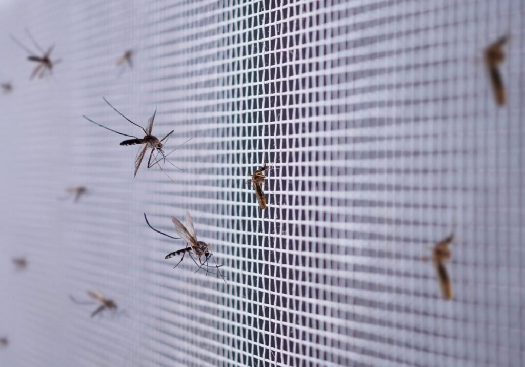 Mosquito Control