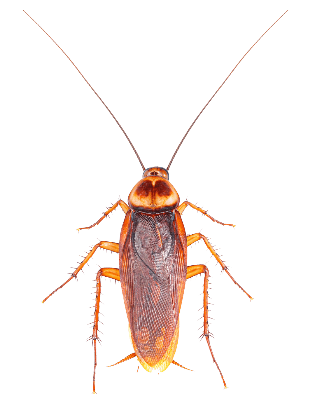 Pest Control image