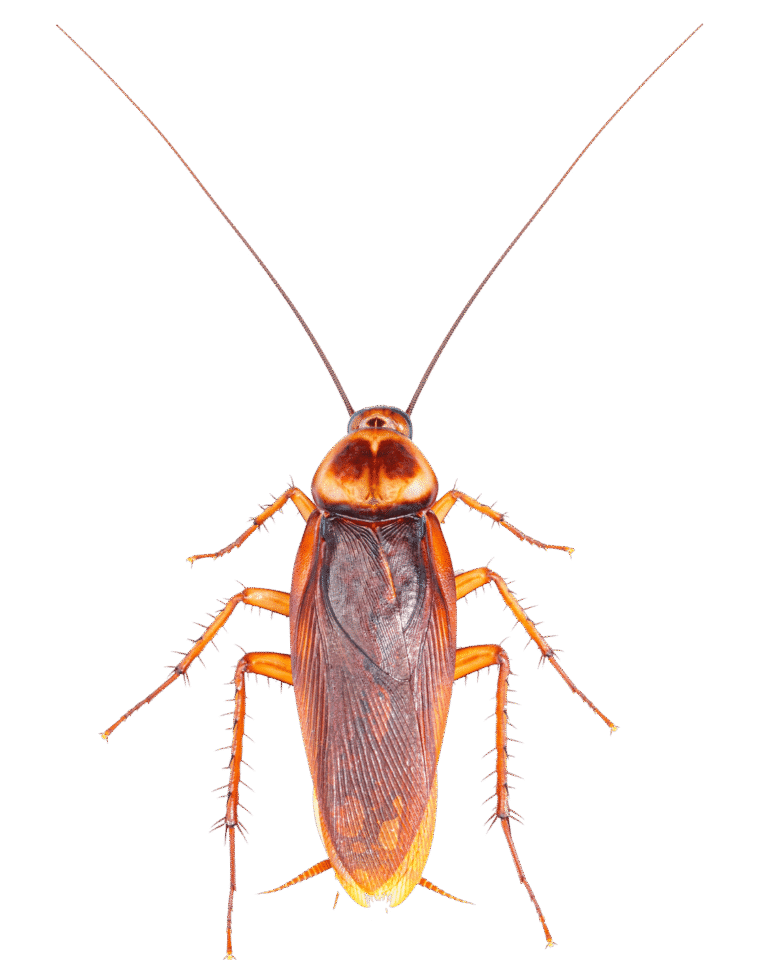 Pest Control image