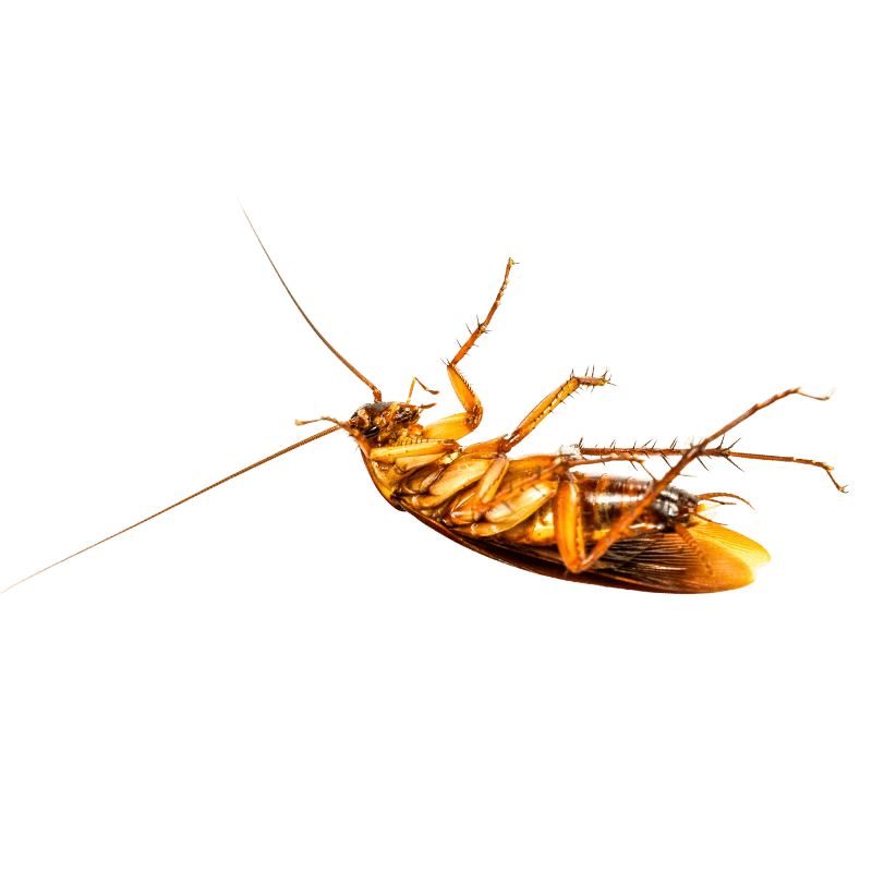 Pest Control image