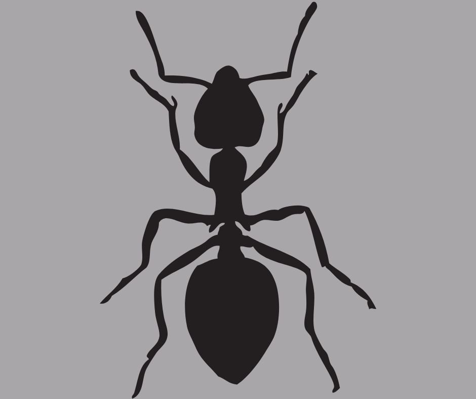 Pest Control image