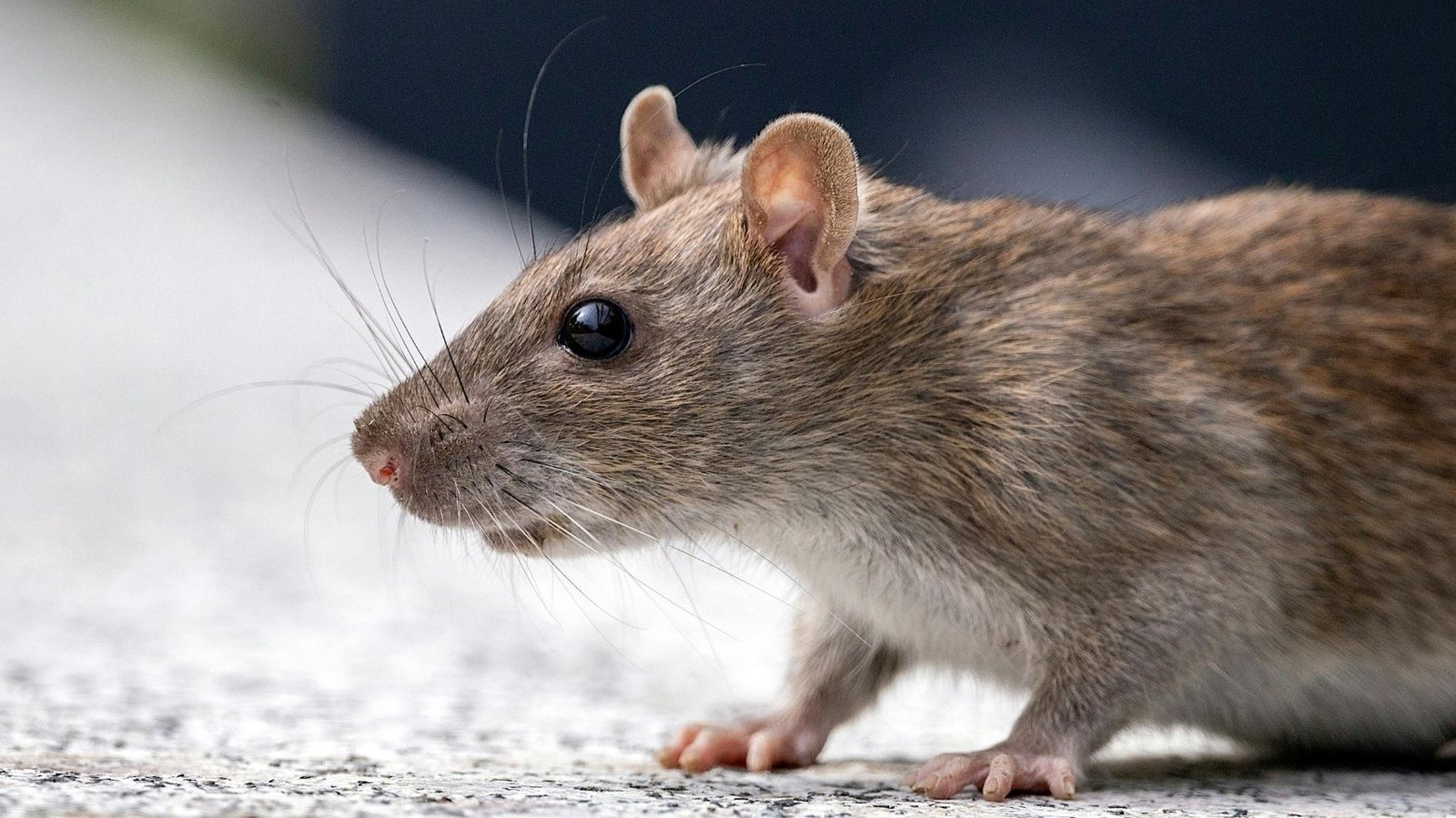 Rodent Control image
