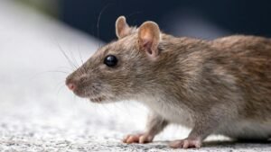 Rodent Control image