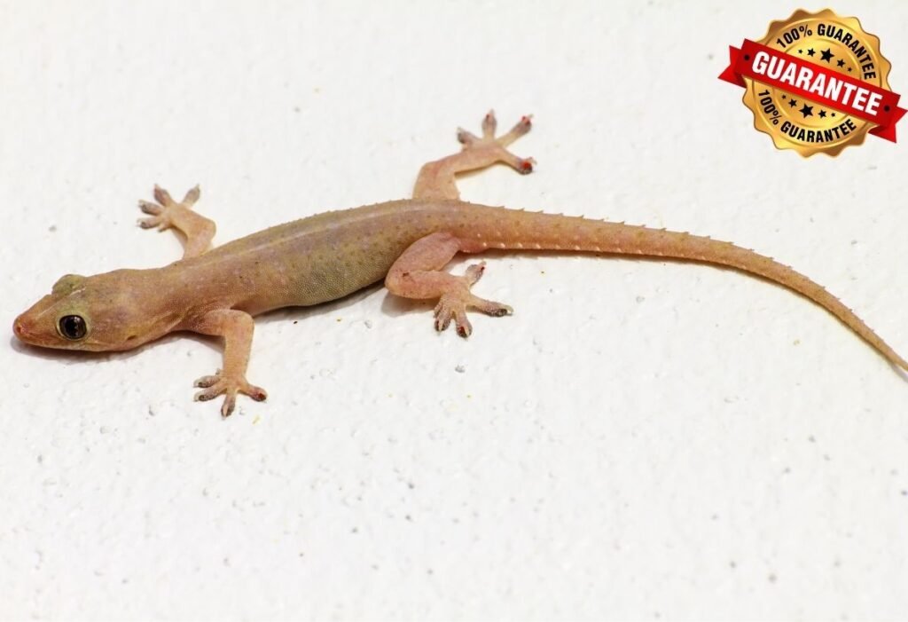 Spider & Lizard Control image
