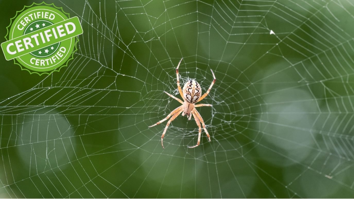 Spider & Lizard Control image