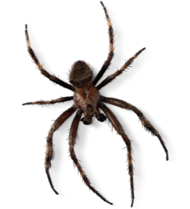 Spider & Lizard Control image