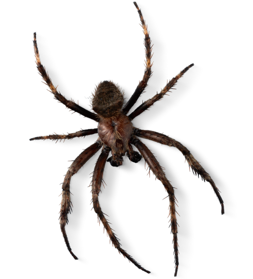 Spider & Lizard Control image