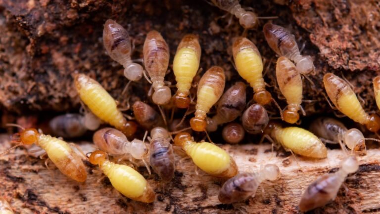 Termite Control image