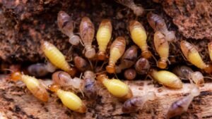 Termite Control image