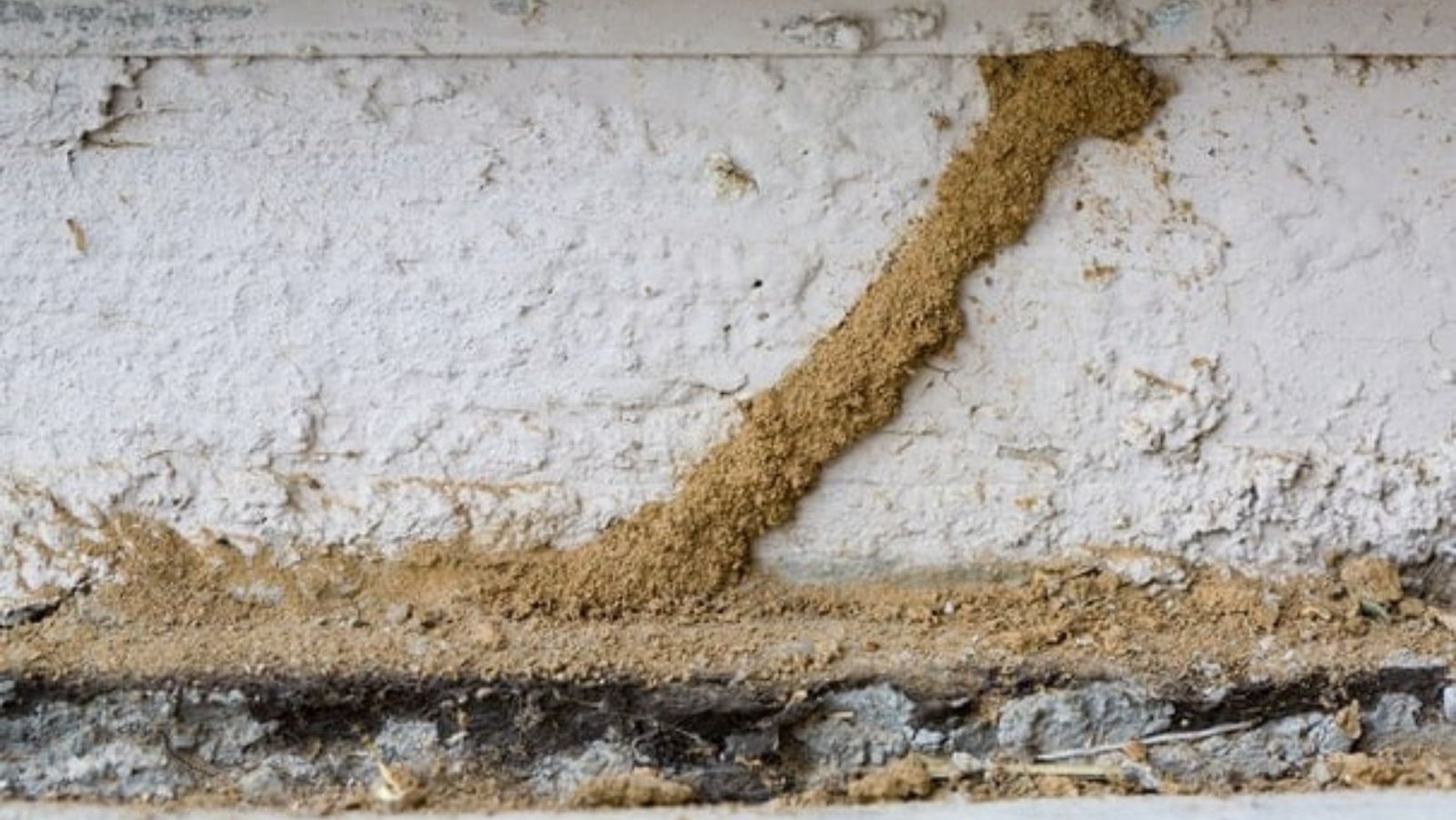Termite Control image